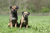 BORDER TERRIER 040